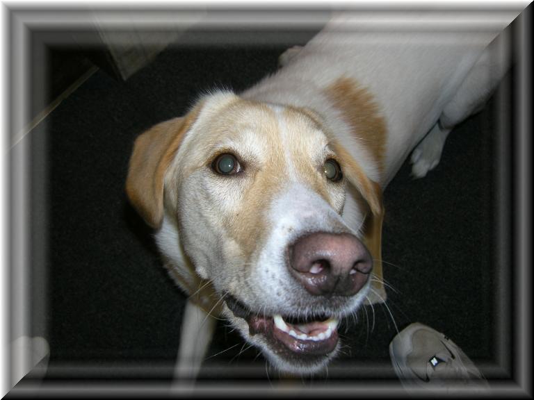 Skittles_Gard_Dog