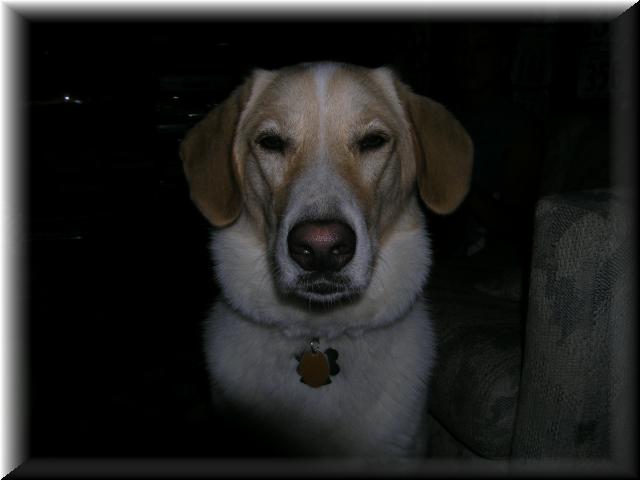 Skittles_Watch_dog