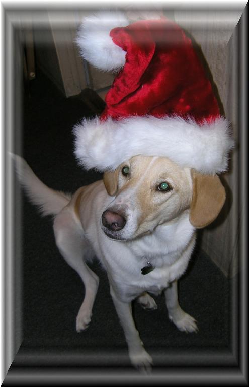 Skittles_Xmas_Hat2